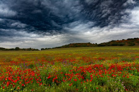 Colorful wild field with flowers under a dark stormy skyの写真素材