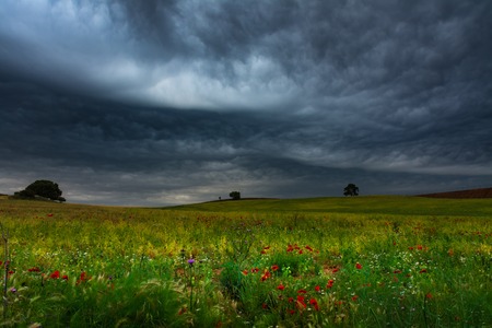 Cereal and wild fields with some flowers under a dark stormy skyの写真素材