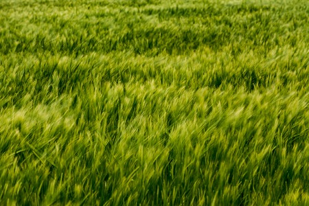 Blurry green spikes moved by the windの写真素材