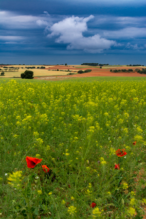 Cereal and wild coloured fields under blue stormy clouds, with some flowers at foregroundの写真素材
