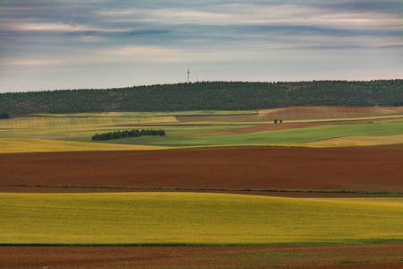 Coloured fields and hill with pine forestの写真素材
