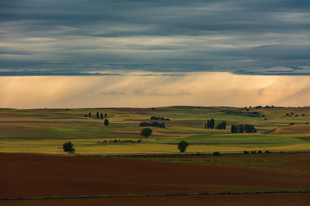 Meadow of cereal fields with some trees under a stormy skyの写真素材