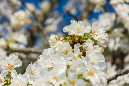A bee is moving on a flower of a fruit tree. Some flowers unfocusedの写真素材