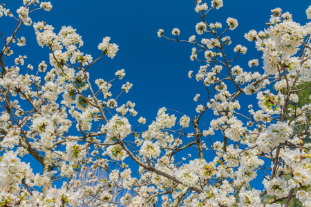Some branches of fruit tree with white flowers, captured from below, with blue skyの写真素材