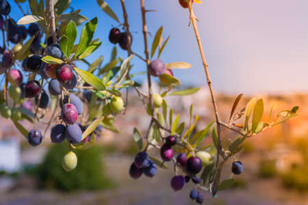 Dark purple olives on olive branches with leaves in the field with a town at background. Selective focusの写真素材