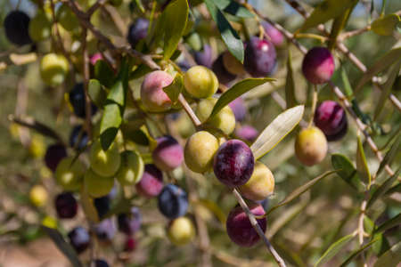 Dark purple and green olives on olive branches with leaves in the field. Selective focusの写真素材