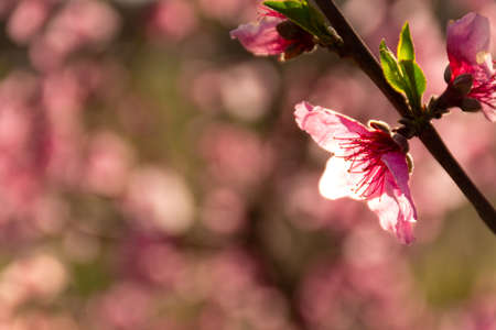 Fruit tree branch full of pink or magenta flowers and green new leaves with defocused backgroundの写真素材