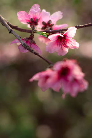 Pink flowers of a fruit tree on a branch, with defocused background or selective focusの写真素材