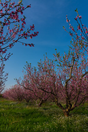 Some fruit trees in a row full of pink flowers on a field with wild vegetation and blue skyの写真素材