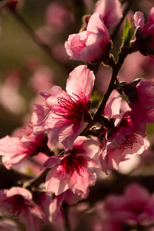 Fruit tree branch full of pink or magenta flowers and green new leaves with defocused backgroundの写真素材
