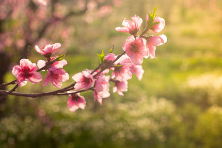 Branch of fruit tree with pink flowers with defocused background or selective focus and sunset or sunrise back lightの写真素材