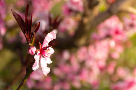 Pink flower and bud of a fruit tree, with defocused background or selective focusの写真素材