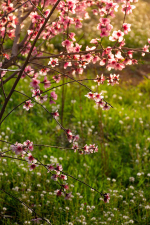 Fruit tree branch full of pink or magenta flowers and green new leaves with defocused background and wild flowers on the ground. Backlitの写真素材
