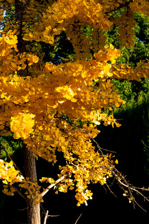 Branches and yellow leaves of the ginkgo biloba, with dark background, a tree from China with use in traditional Chinese medicineの写真素材
