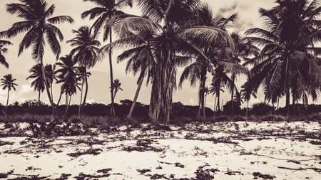 Vintage Palm Treeの写真素材