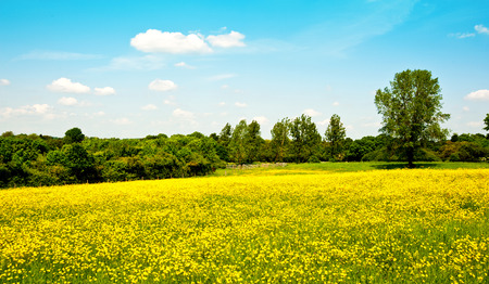 Landscape in the forests of Schleswig Holsteinの写真素材