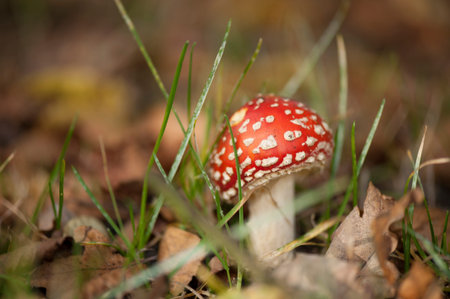 Fly Agaric