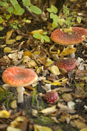 Fly Agaricの写真素材
