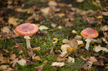 Fly Agaric