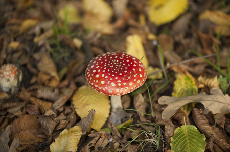 Fly Agaricの写真素材