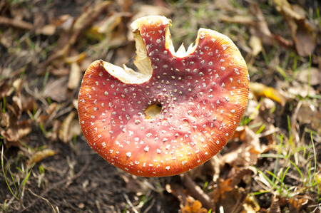 Fly Agaricの写真素材