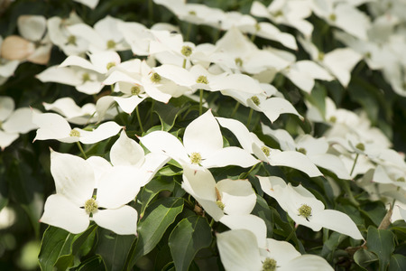 Dogwood Cornusの写真素材