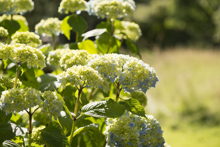 Hydrangeaの写真素材