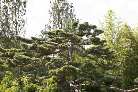 Pinus thunbergiiの写真素材
