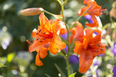 lily flowerの写真素材