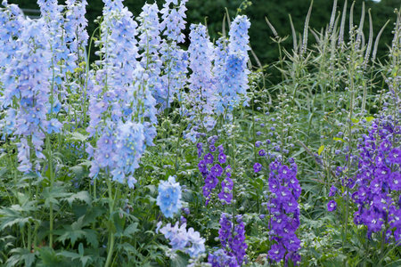 Delphinium Plantの写真素材