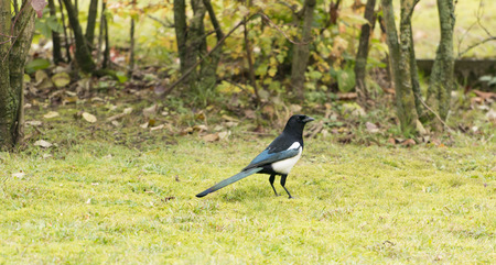 Eurasian Magpie Pica picaの写真素材