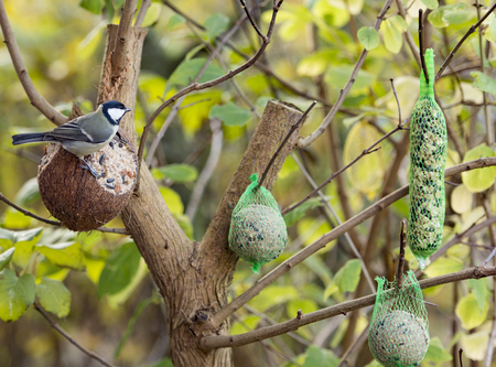 great tit Parus majorの写真素材
