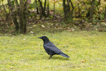 Carrion Crow Corvus coroneの写真素材