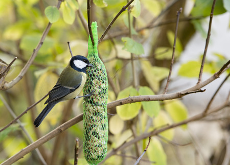 great tit Parus majorの写真素材