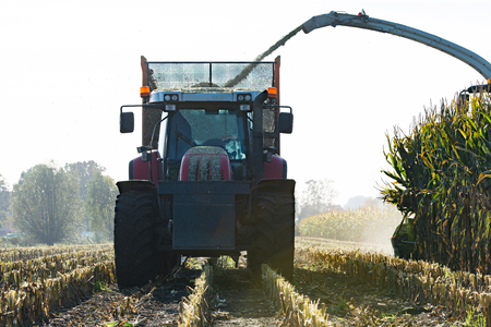 Maize harvester harvests of cornの写真素材