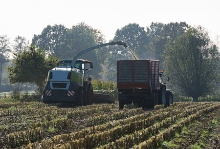 Maize harvester harvests of cornの写真素材