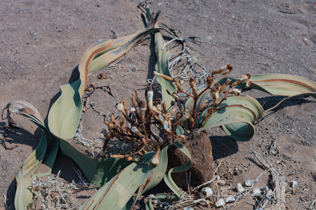 Welwitschia plant in Namibia Africaの写真素材