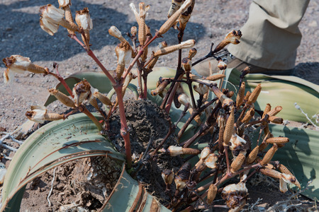 Welwitschia plant in Namibia Africaの写真素材