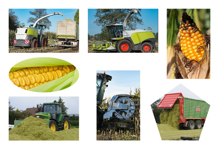 Corn crop for biogas energyの写真素材