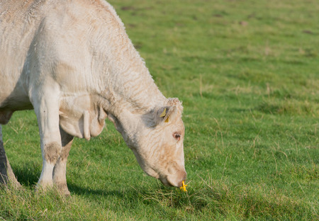 Cattle is grazing on a green meadowの写真素材