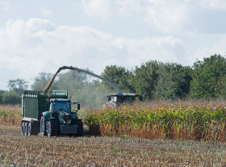 Harvest corn harvester and tractor in cornのeditorial素材