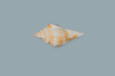 Shells on background exemptly takes photos