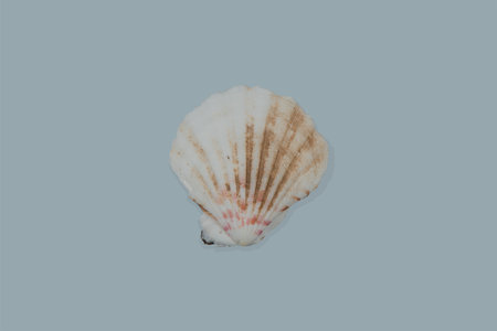 Shells on background exemptly takes photos