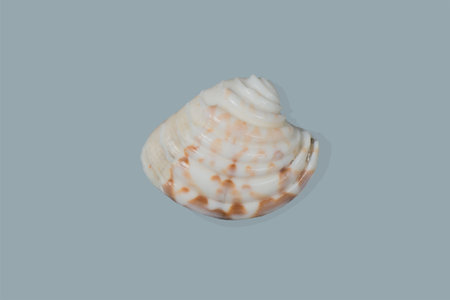 Shells on background exemptly takes photos