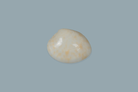 Shells on background exemptly takes photosの写真素材