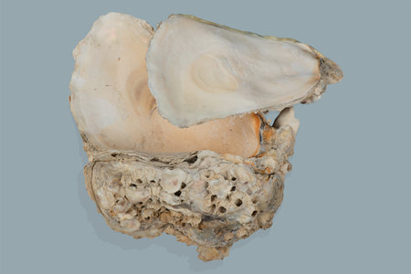 Pacific cupped oyster so called as a Pacific oysterの写真素材