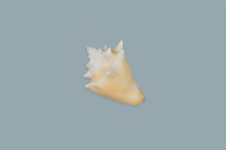 Shells on background exemptly takes photos