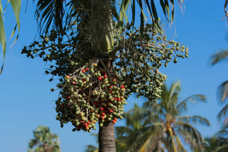 Fruits of a Royal Palm