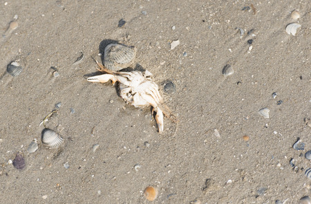 Mussels lie on standing by the seaの写真素材