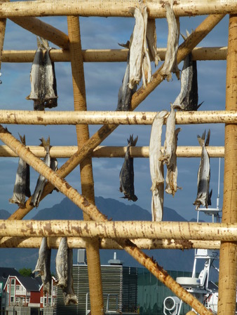 Dry fish on a wooden rack in Husavik Norwayの写真素材